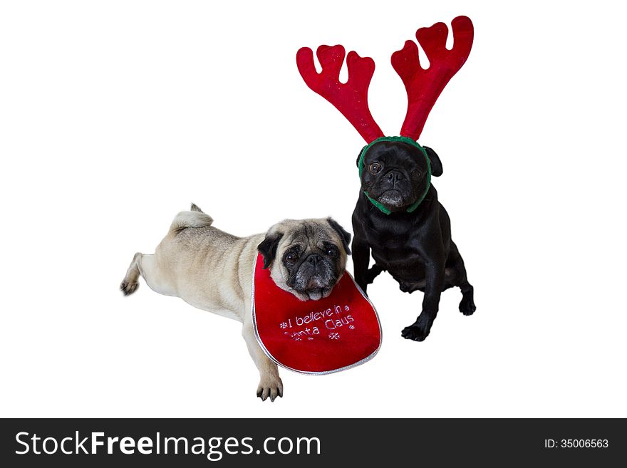 Two Pugs Wearing Christmas Reindeer Ears and a Bib. Two Pugs Wearing Christmas Reindeer Ears and a Bib