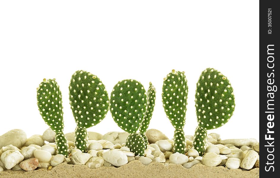 Little cactus with White Pebble Beach on sand.Isolate on white.