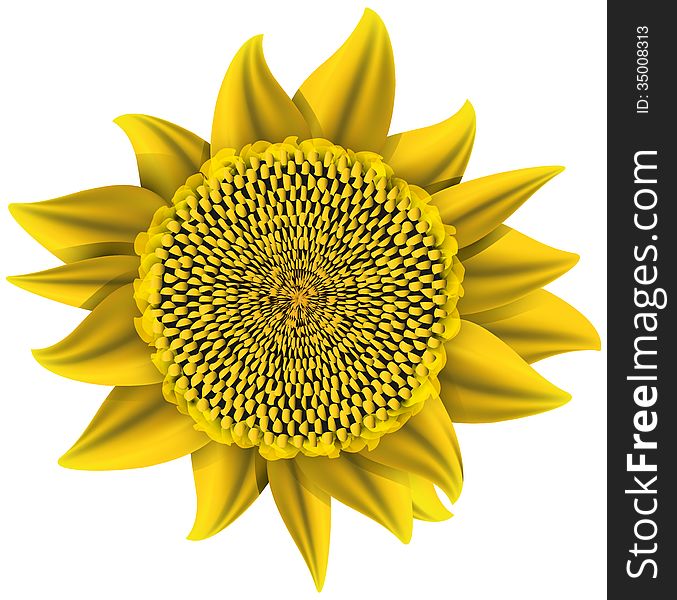 Sunflower abstract vector illustration isolated eps 10