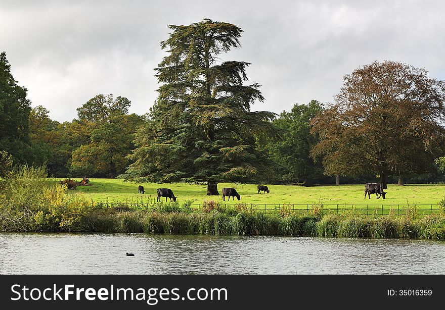 Grazing Cattle in an English Meadow