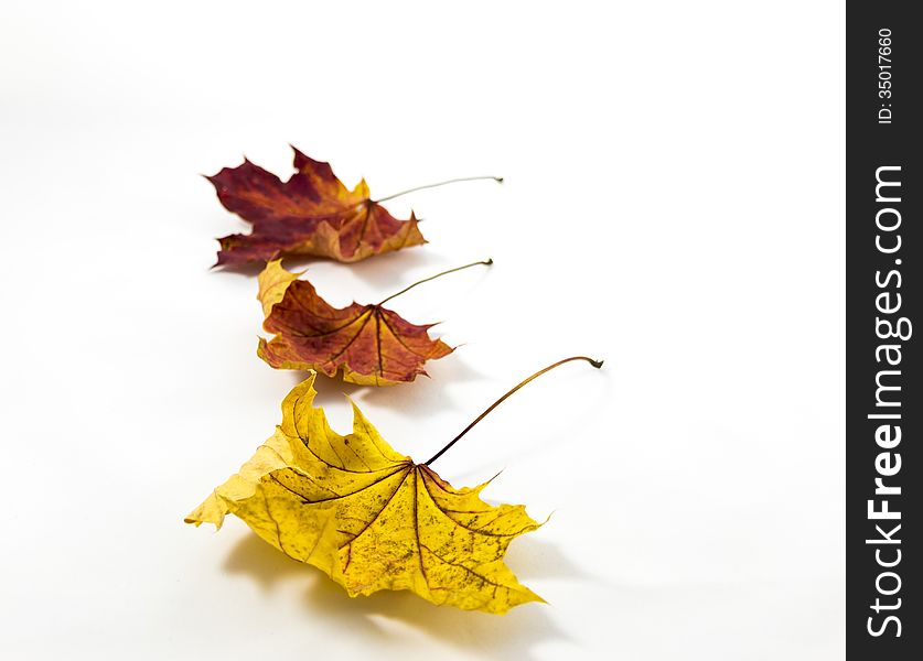 Golden and red autumn leaves on a white background. Golden and red autumn leaves on a white background