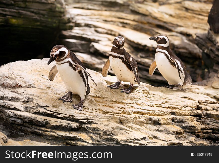 Magellanic Penguins Walking On The Rocks