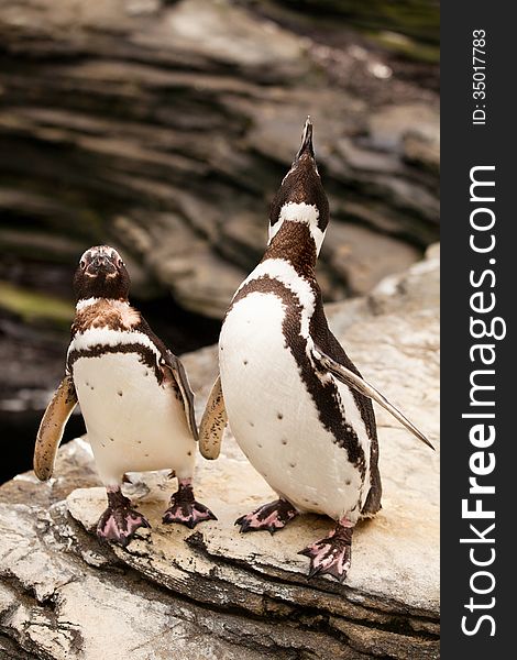Two magellanic penguins roaring on the rocks. Two magellanic penguins roaring on the rocks.