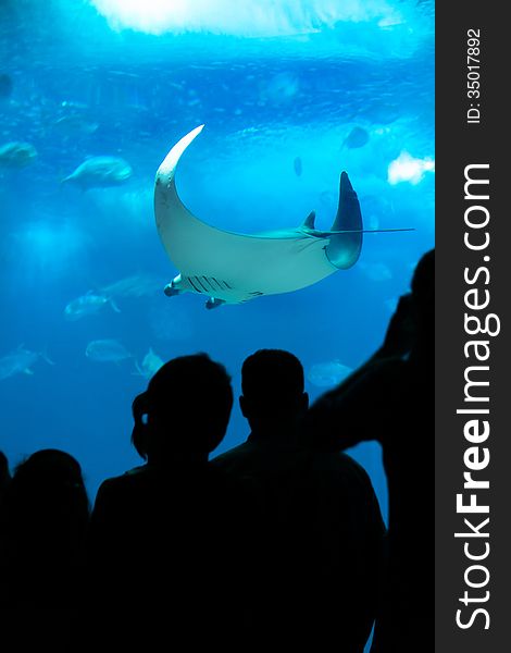 People looking to a Manta Ray in aquarium.