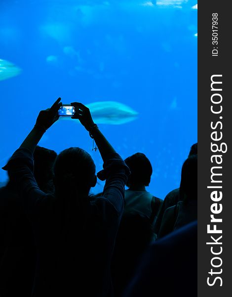 Person Taking A Photograph To The Fishes In Aquarium.