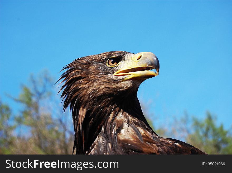 Portrait of a bald eagle on a blue sky. Portrait of a bald eagle on a blue sky.