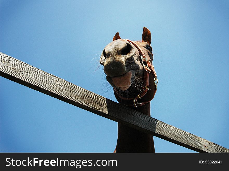 A portrait of a horse on blue sky looking over the fence. Perhaps the horse has little space to run around. Perhaps he is to be put down. Perhaps he is to be bought and have a new owner who will give him a better future. A portrait of a horse on blue sky looking over the fence. Perhaps the horse has little space to run around. Perhaps he is to be put down. Perhaps he is to be bought and have a new owner who will give him a better future.