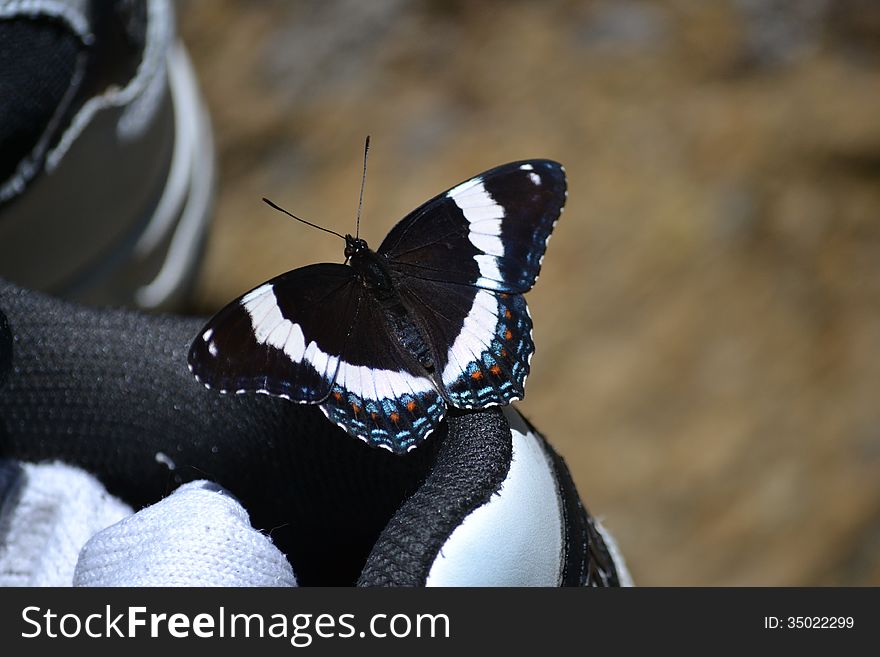 White admiral butterfly sitting on a black and white shoe. White admiral butterfly sitting on a black and white shoe.