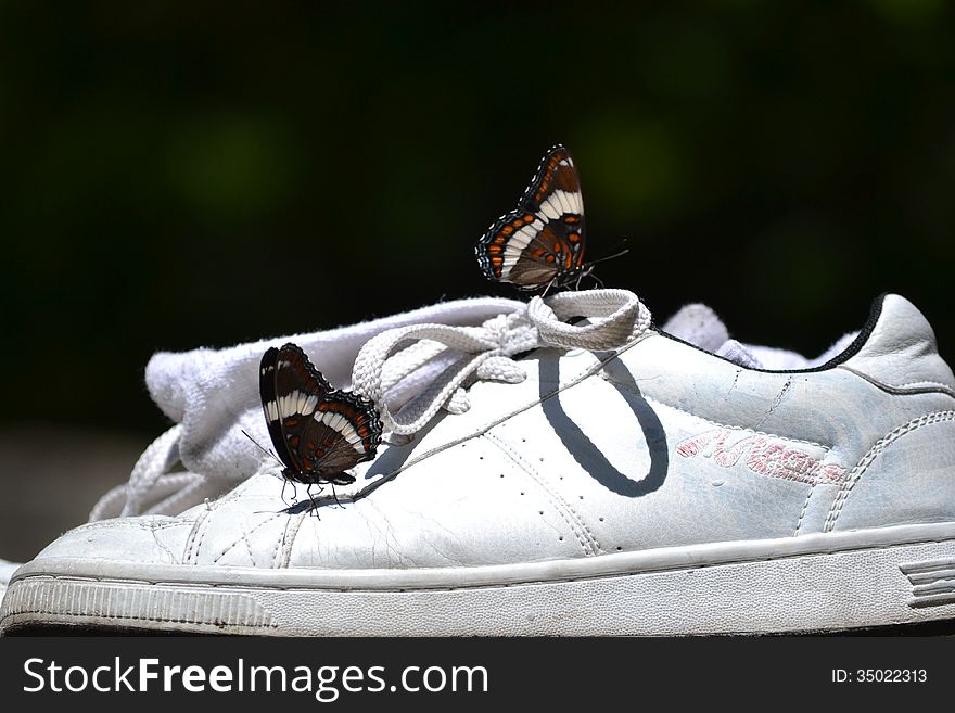 White Admiral Butterflies sitting on a white shoe tasting the surface. White Admiral Butterflies sitting on a white shoe tasting the surface.