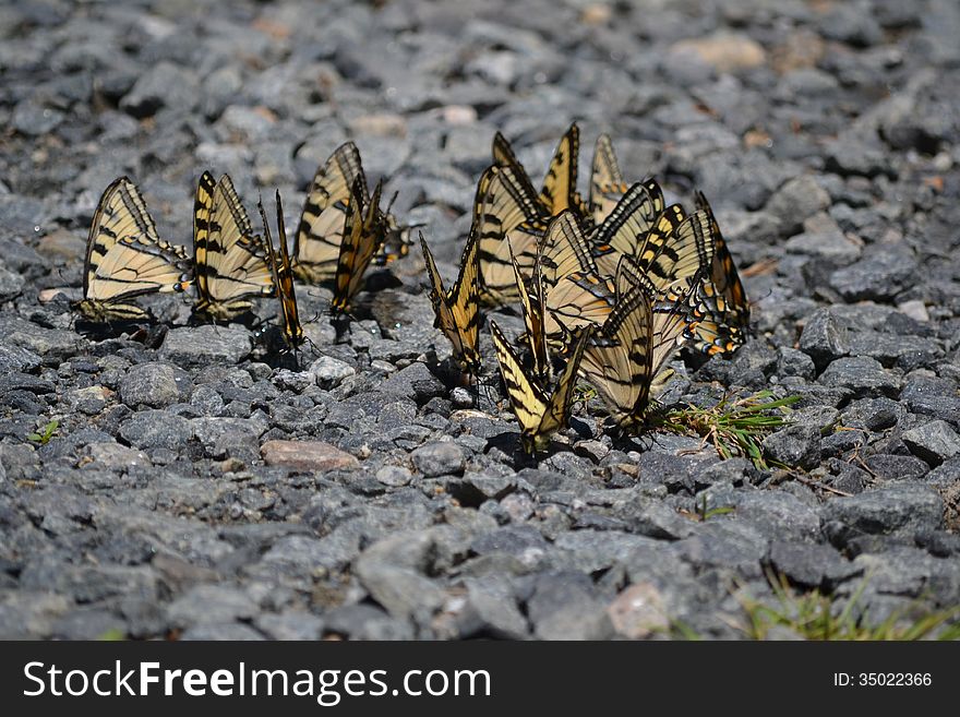 Swallowtail butterflies gather on a rocky road. Swallowtail butterflies gather on a rocky road.