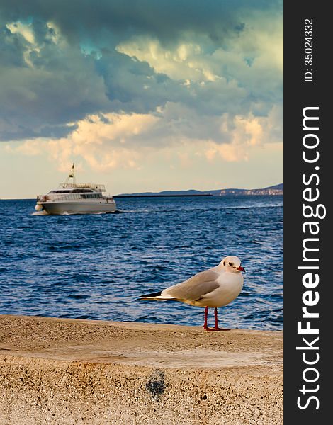 A seagull in the bay of Trieste, Italy. A seagull in the bay of Trieste, Italy