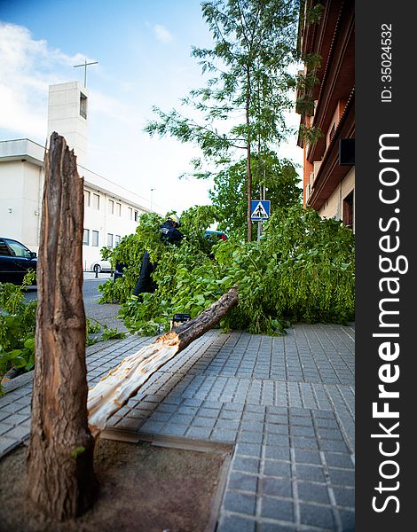 Broken tree after a wind storm. Disaster.