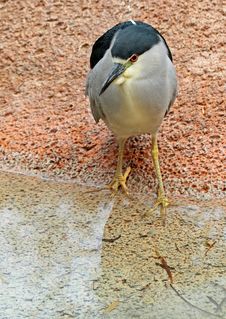 Heron Stock Images Heron Stock Images