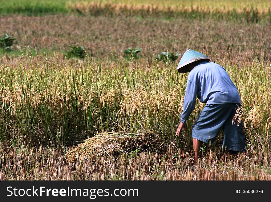 Plants Rice Fields