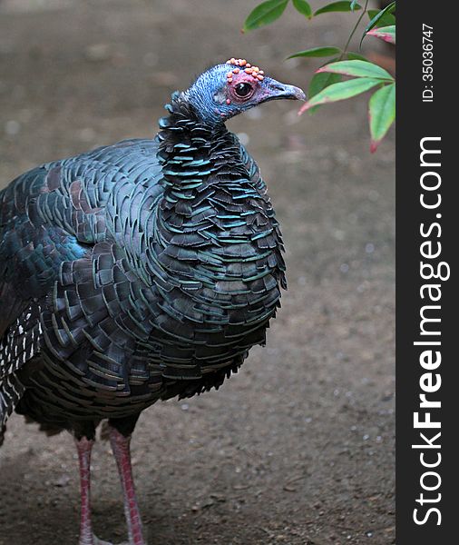 Colorful Wild Turkey Hen With Red And Blue Head