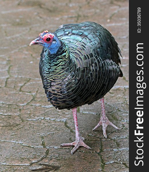 Colorful Wild Turkey Hen With Red And Blue Head