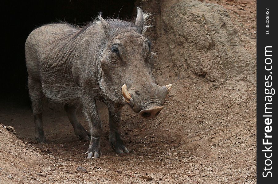 Close Up Details Of African Pig Emerging from Earth Den. Close Up Details Of African Pig Emerging from Earth Den