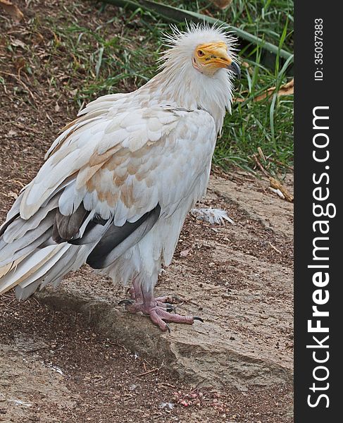 Western Egyptian Vulture Close Up Detail. Western Egyptian Vulture Close Up Detail