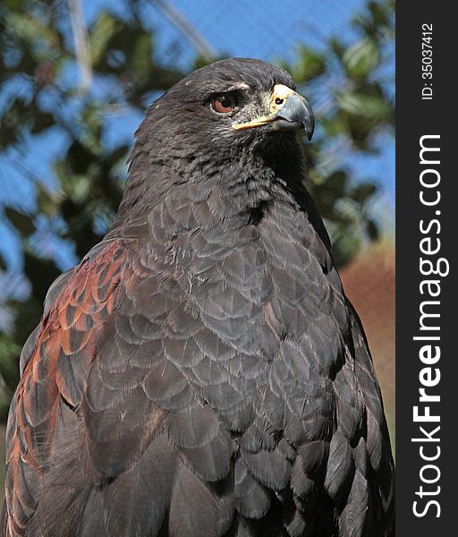 Close Up Detail Portrait of Gray Hawk. Close Up Detail Portrait of Gray Hawk