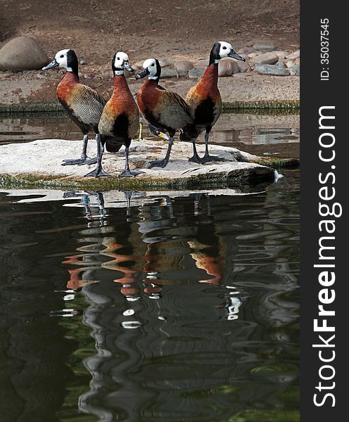 White Faced Whistling Ducks Reflected In Water Pond. White Faced Whistling Ducks Reflected In Water Pond