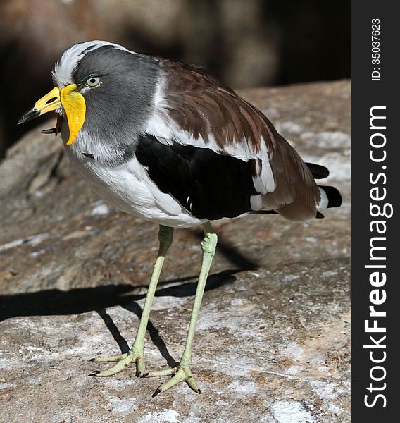 Standing Yellow Wattled Gray And White Wading Bird. Standing Yellow Wattled Gray And White Wading Bird