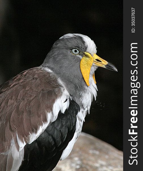 Standing Yellow Wattled Gray And White Wading Bird Against Black Background. Standing Yellow Wattled Gray And White Wading Bird Against Black Background