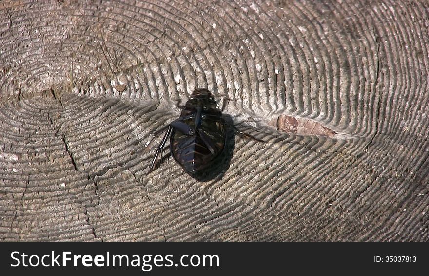 Big black beetle on the stump overturns back to the legs and removed satisfied