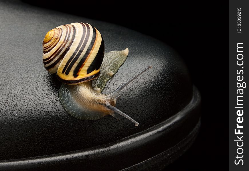The snail creeping on a black leather boot. The snail creeping on a black leather boot