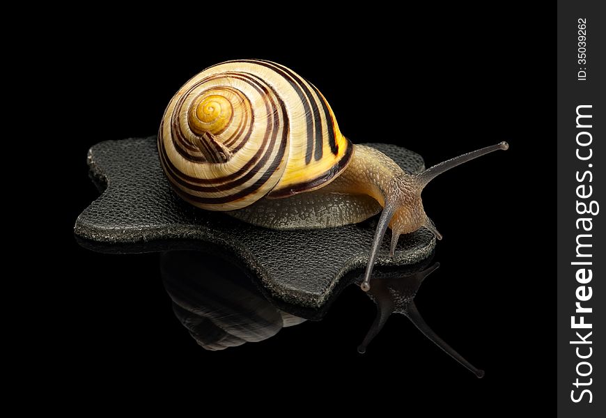 The snail creeping on a leather rag on a black background. The snail creeping on a leather rag on a black background