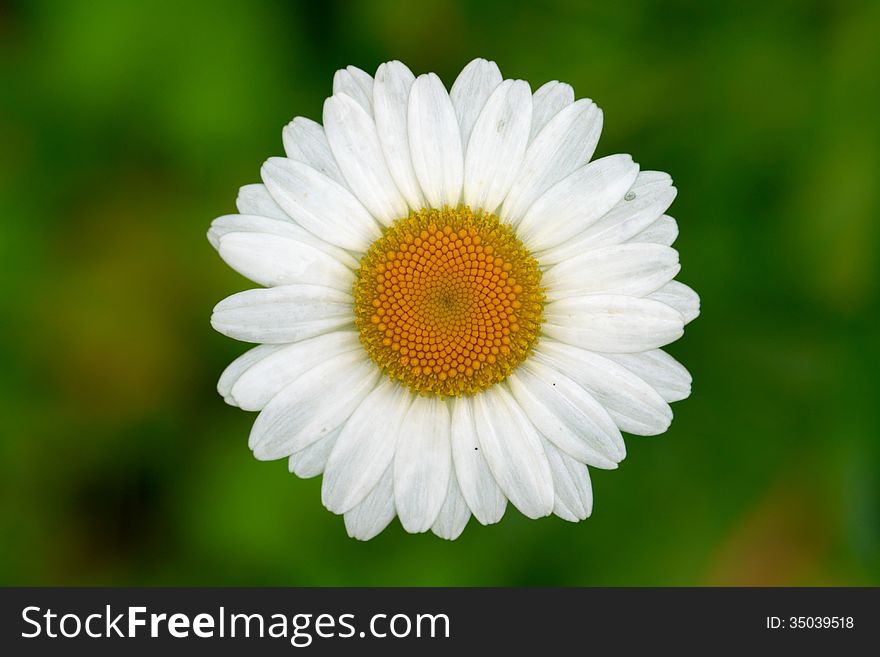 White chamomile on meadow in sunny day