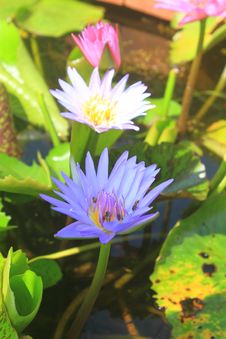 Close Up Lotus Flower Stock Image Close Up Lotus Flower Stock Image