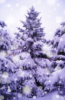 Christmas Trees Under Beautiful Snow Cover Stock Photo