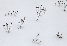 Dry Grass Covered With Snow Royalty Free Stock Image