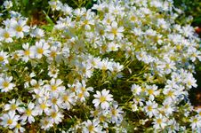 Little White Flowers Stock Photography Little White Flowers Stock Photography
