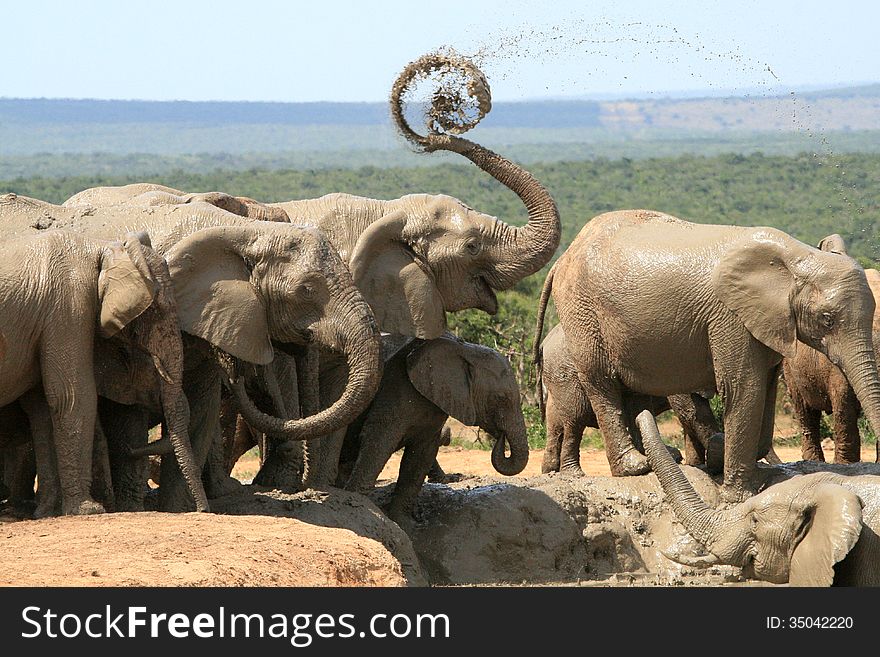 African elephant herd at Addo Elephant National Park blows muddy water from its trunk into a spiral. African elephant herd at Addo Elephant National Park blows muddy water from its trunk into a spiral