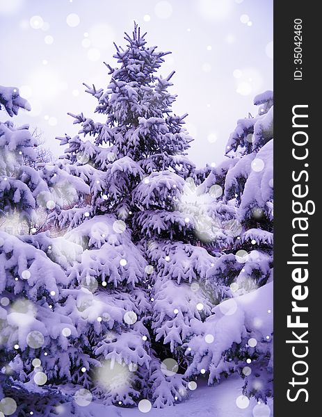 Christmas Trees Under Beautiful Snow Cover