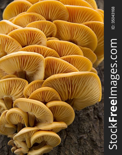 Mushrooms, growing on a tree trunk in the autumn forest. Mushrooms, growing on a tree trunk in the autumn forest