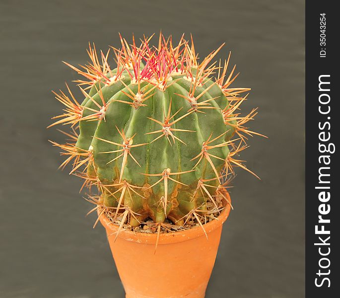 A Cactus Plant with Long Sharp Red Spikes. A Cactus Plant with Long Sharp Red Spikes.