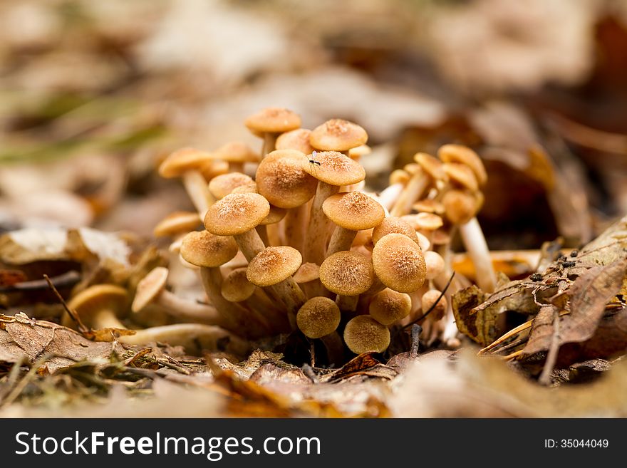 Young Ringless Honey Fungus (Armillaria tabescens)