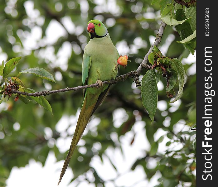 Parakeet eating cherry from tree