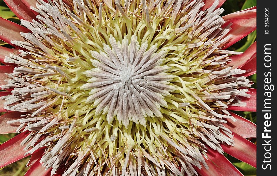 Close up of beautiful King protea