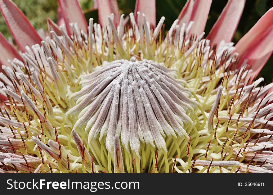 Close up of beautiful King protea
