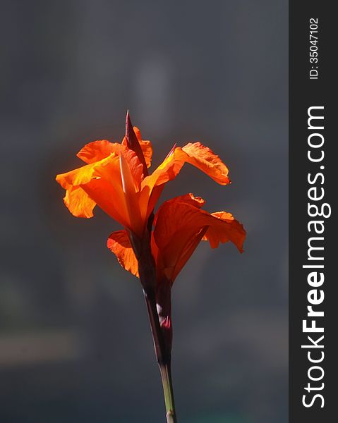 Close up of orange lily in bright sunlight