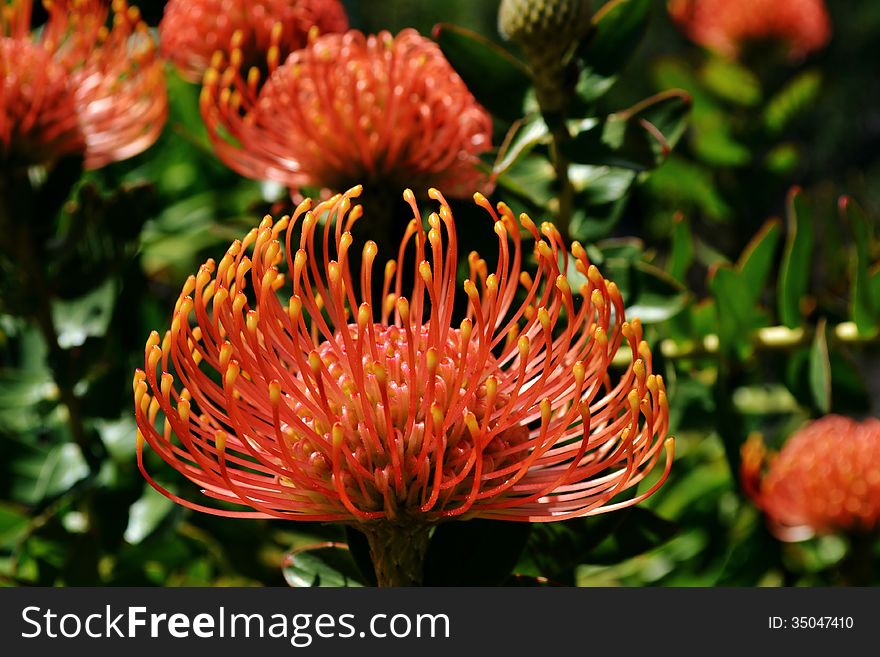 Close up of red pincushion protea blossom