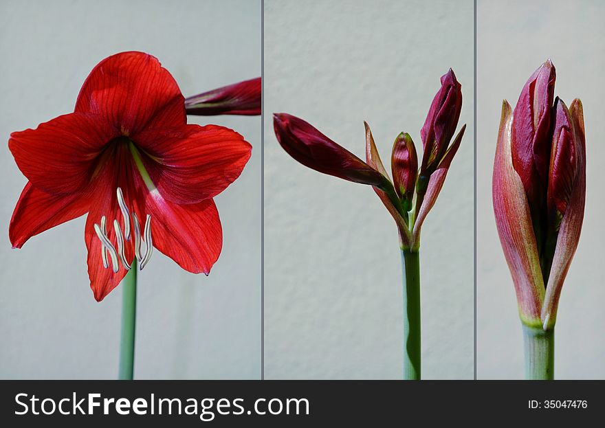 Collage with red Amaryllis Flower. Collage with red Amaryllis Flower