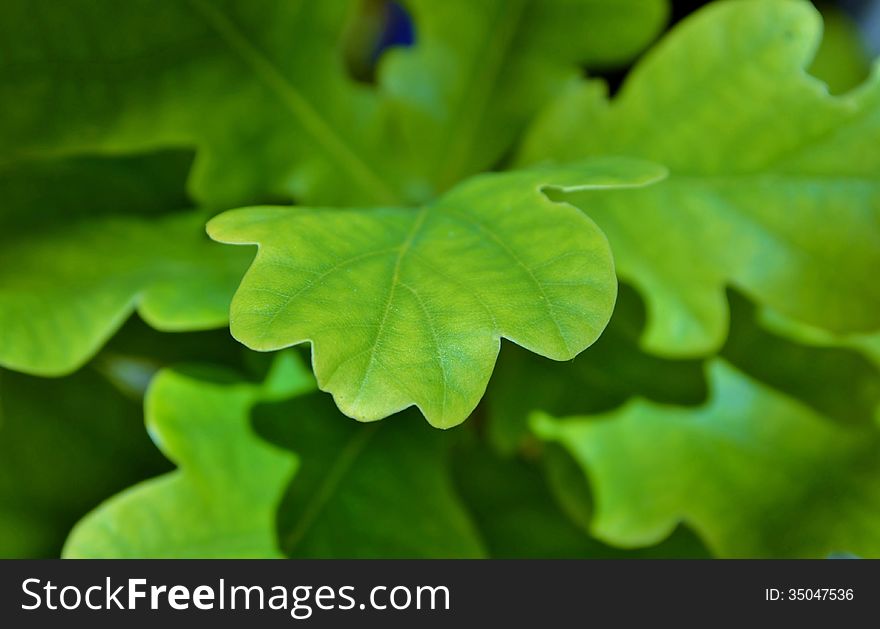 Close up of fresh green oak leafs