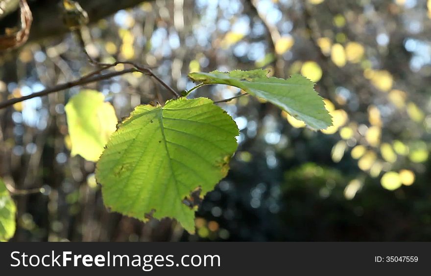 Green Leaves In The Wind