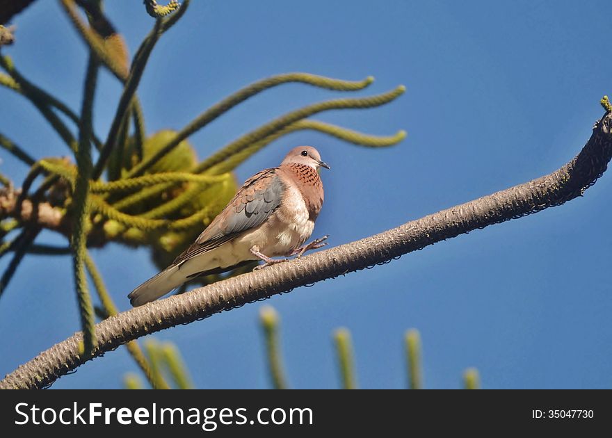 Dove walking step by step on a tree branch