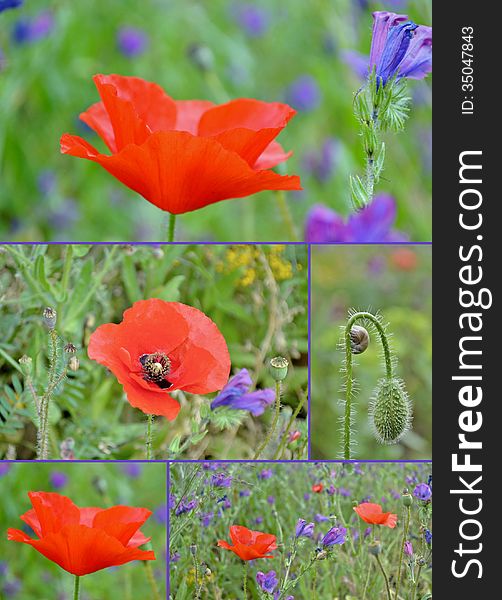 Collage of Close ups of red poppy blossom. Collage of Close ups of red poppy blossom