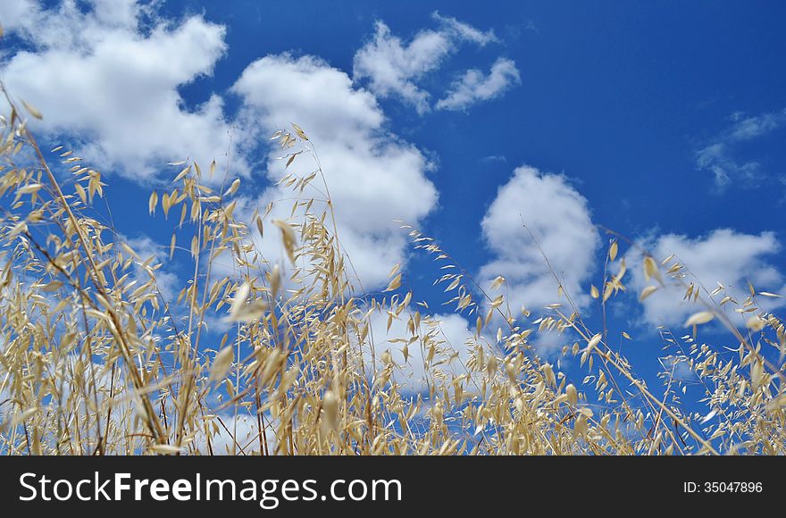 Landscape with wheat field and white clouds in blue sky